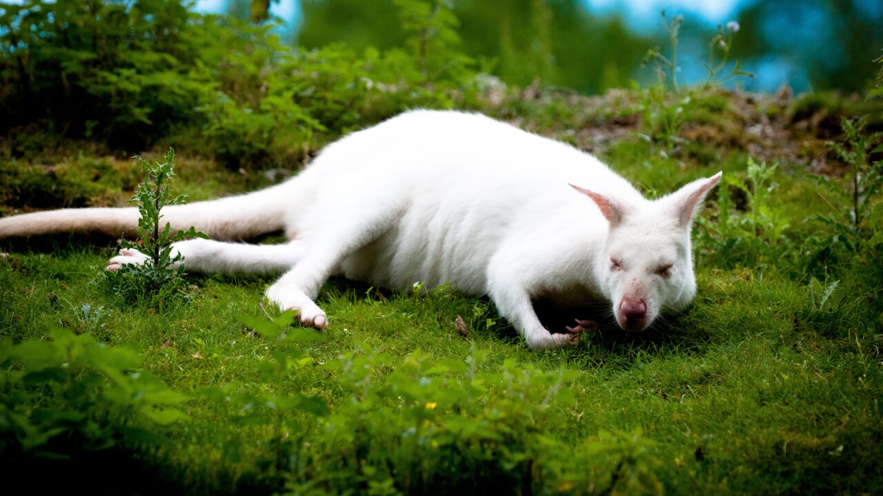 日本国内で確認されたアルビノ Albino 個体の記録 いのくまあらぬー