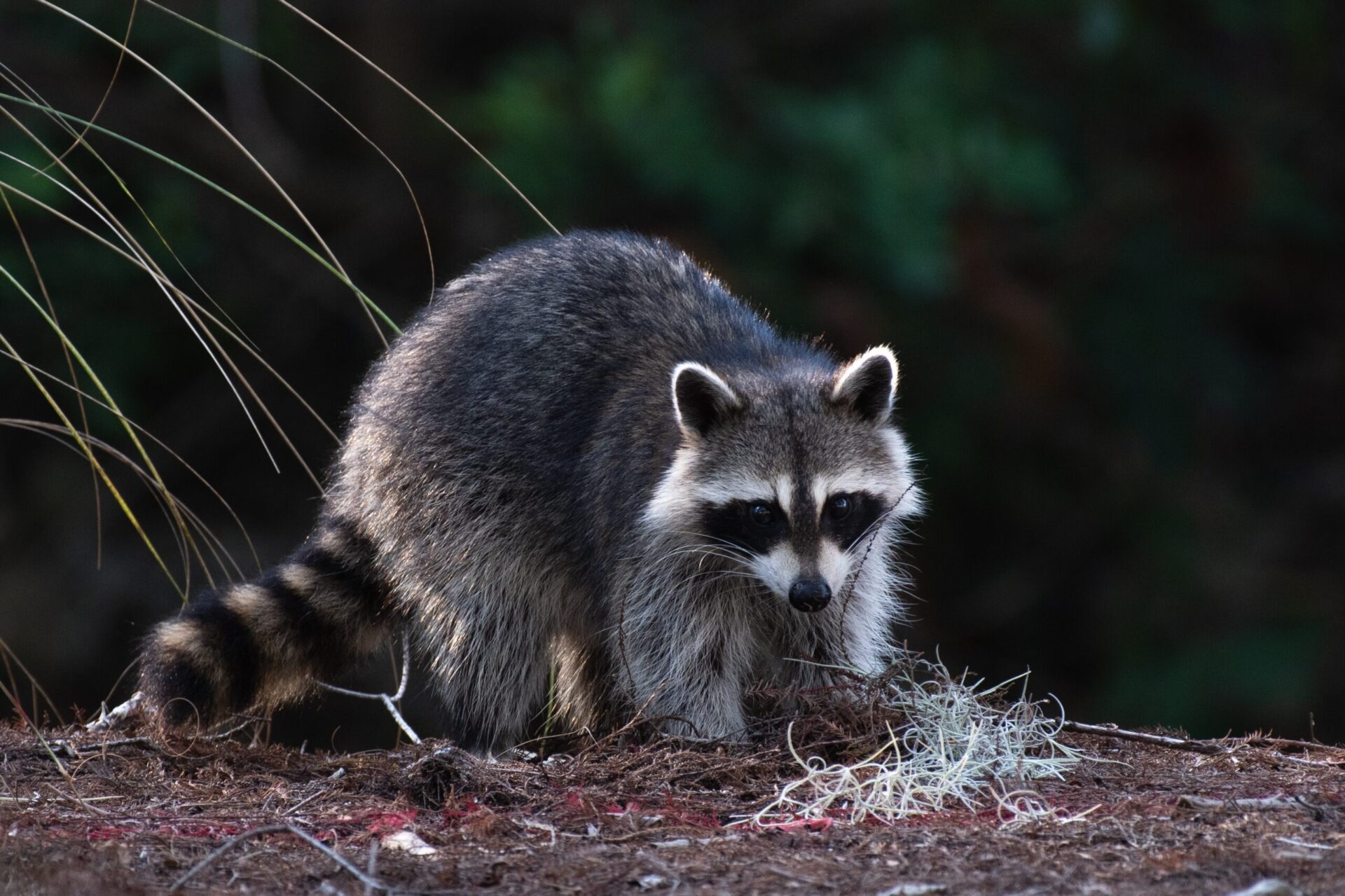 アライグマの生態｜繁殖・行動圏（MCP・カーネル法）・食性・農作物被害｜GISで学ぶ野生動物・鳥類の生態